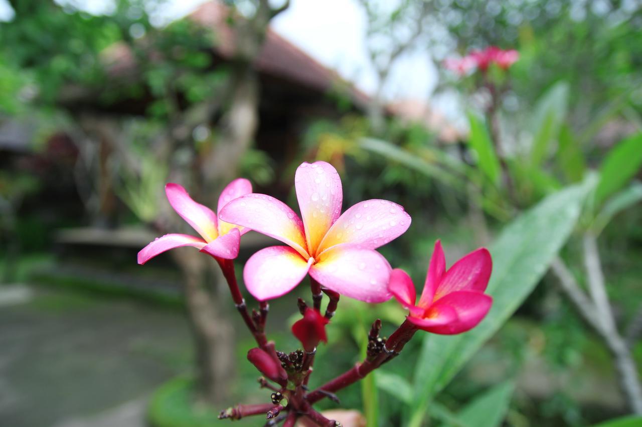 Sedana Jaya Hotel Ubud  Bagian luar foto